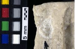 Foto (Detailansicht) von Lecythocaris sp. (NHMW-GEO-1990-0041-0155)